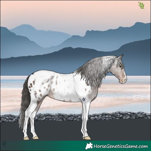 Horse Color:Liver Chestnut Tobiano Appaloosa 