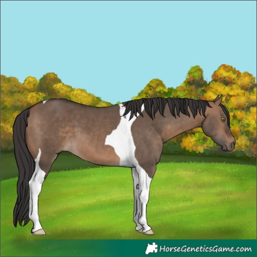 Horse Color:Bay Dun Tobiano