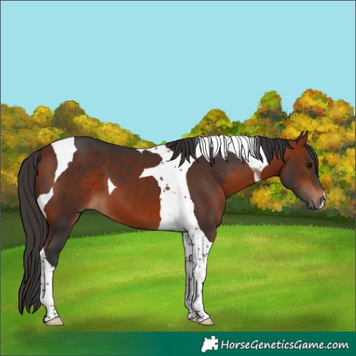 Horse Color:Bay Tobiano 