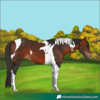 Horse Color:Bay Tobiano 