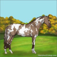 Horse Color:White Spotted Liver Red Dun Rabicano 