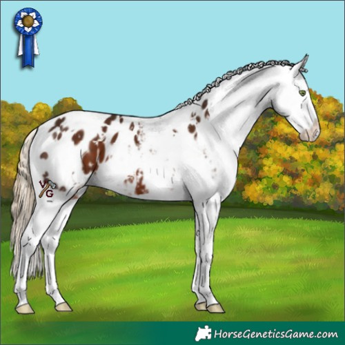 Horse Color:White Spotted Liver Chestnut Appaloosa 