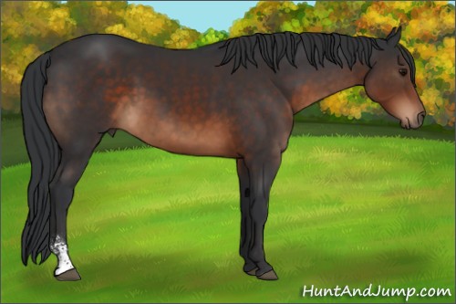 Horse Color:Brown Sabino 