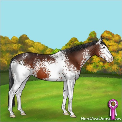 Horse Color:White Spotted Brown Appaloosa