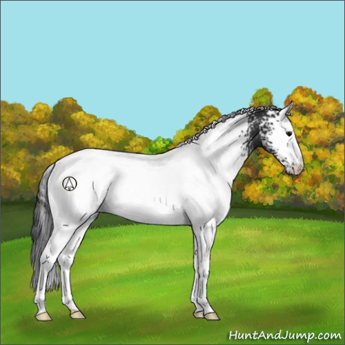 Horse Color:White Spotted Black