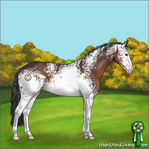 Horse Color:White Spotted Brown Appaloosa