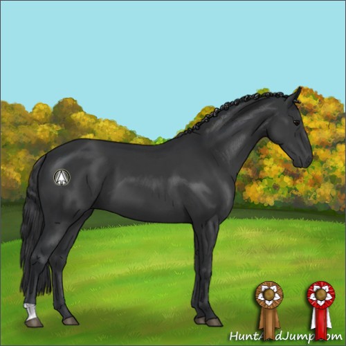 Horse Color:Black 