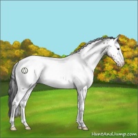 Horse Color:White Spotted Bay Appaloosa 