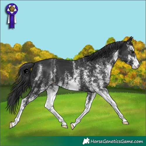 Horse Color:White Spotted Black 