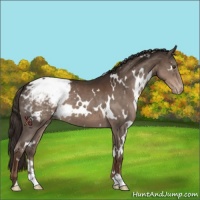 Horse Color:White Spotted Liver Chestnut Appaloosa 