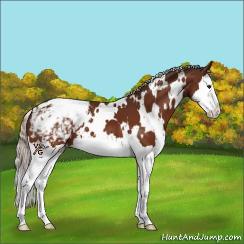 Horse Color:White Spotted Silver Brown Splash Appaloosa 