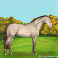 Horse Color:Amber Champagne Dun Appaloosa 