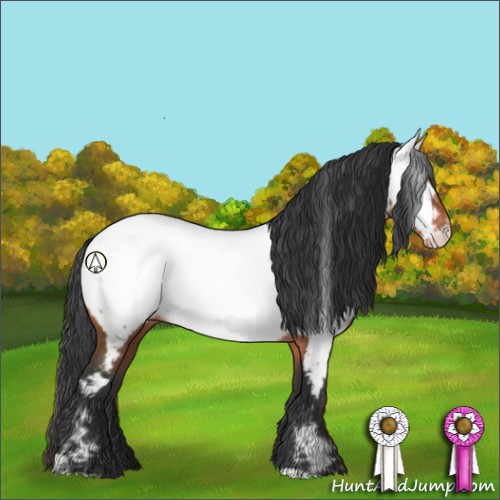 Horse Color:Brown Appaloosa