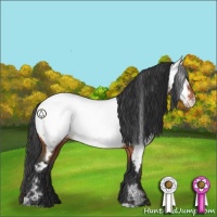 Horse Color:Brown Appaloosa 