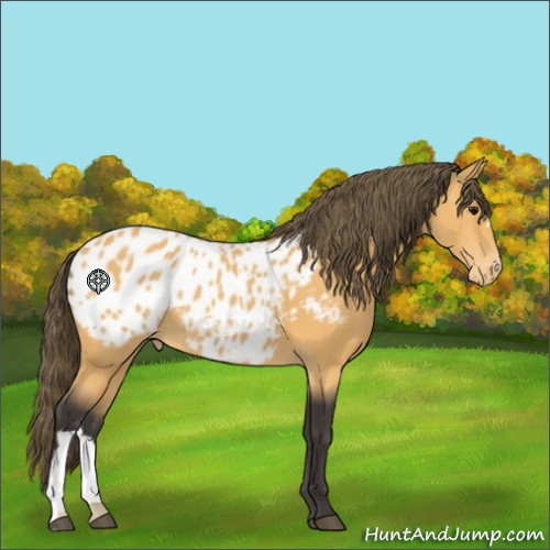 Horse Color:Unknown 