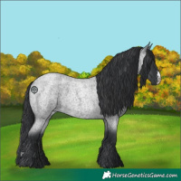 Horse Color:Blue Roan Sabino 