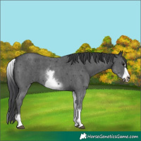 Horse Color:White Spotted Black Sabino Frame 