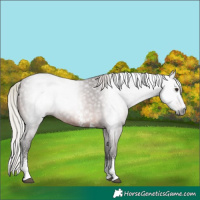 Horse Color:Gray Silver Brown Sabino Tobiano 
