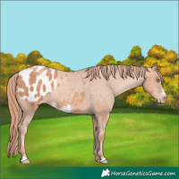Horse Color:Gold Champagne Frame Appaloosa 
