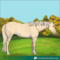 Horse Color:Gold Cream Champagne Dun 