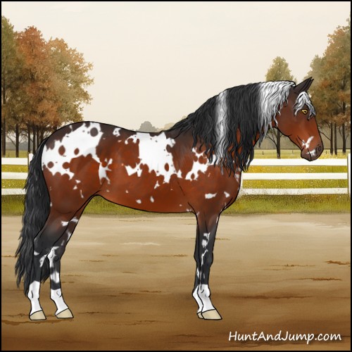 Horse Color:White Spotted Brown 