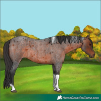 Horse Color:Brown Roan Tobiano 
