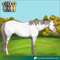 Horse Color:Classic Champagne Near Fewspot 