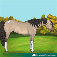 Horse Color:Bay Dun Tobiano 