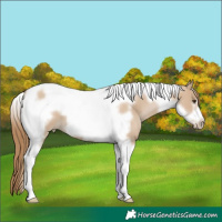Horse Color:Grullo Pearl Tobiano Frame 