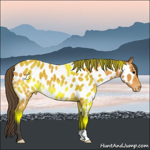 Horse Color:Buckskin Appaloosa 