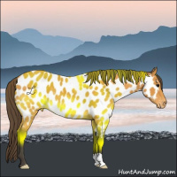 Horse Color:Buckskin Appaloosa 