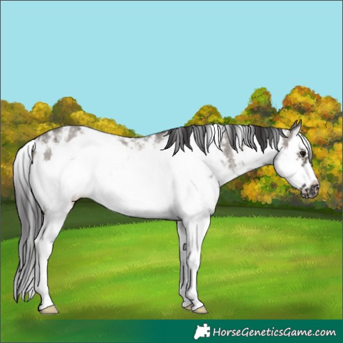 Horse Color:Smoky Grullo Sabino Splash Frame 