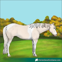 Horse Color:Perlino Tobiano 
