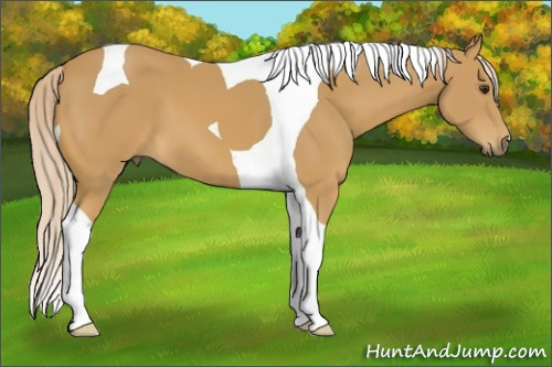 Horse Color:Palomino Tobiano 