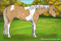 Horse Color:Palomino Tobiano 