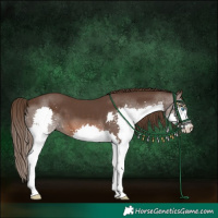 Horse Color:Liver Chestnut Splash
