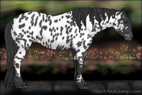 Horse Color:Blue Roan Near Leopard 