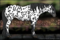 Horse Color:Blue Roan Near Leopard 