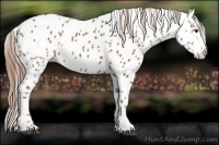 Horse Color:Chestnut Appaloosa 