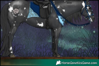 Horse Color:White Spotted Black