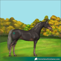 Horse Color:Liver Chestnut Mushroom 