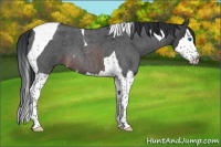 Horse Color:Brown Roan Splash Tobiano