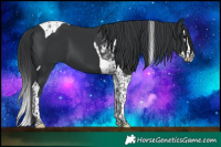 Horse Color:Black Splash Tobiano 