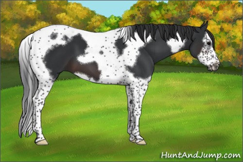Horse Color:Brown Splash Tobiano Frame 