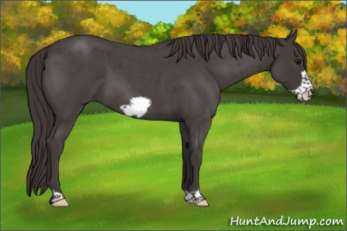Horse Color:Smoky Blue Roan Frame 
