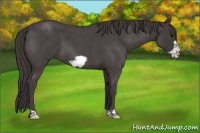 Horse Color:Smoky Blue Roan Frame 