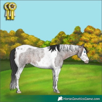 Horse Color:Brown Roan Splash Tobiano