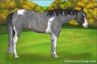 Horse Color:Brown Roan Splash Tobiano 