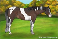 Horse Color:Brown Roan Splash Tobiano 