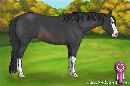 Horse Color:Brown Roan Splash 